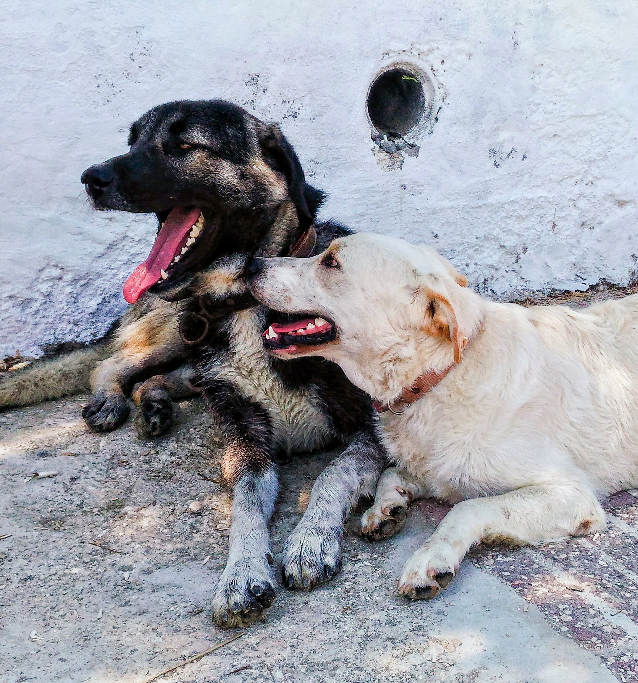 people dating with pets